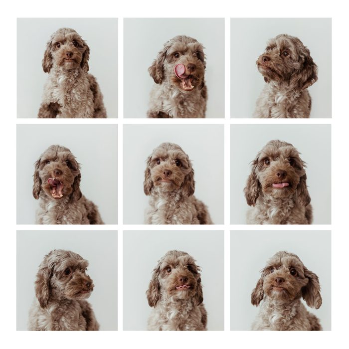 portland pet photographer